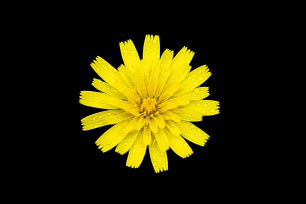 A vibrant hawkweed with dew drops on petals isolated on a black background, showcasing nature's beauty.