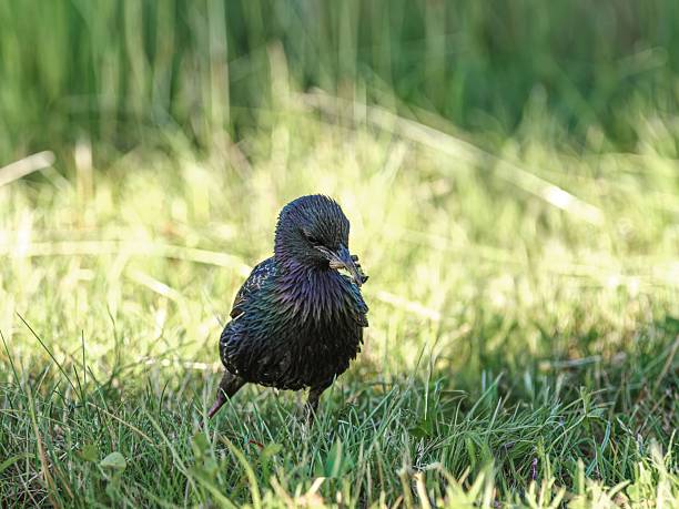 A starling bird with iridescent feathers stands on a grassy field in sunlight.