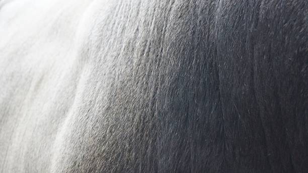 Close-up of a horse's coat showing texture and color gradient.
