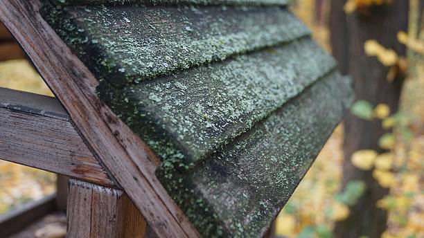 Close-up of a moss-covered wooden roof in a forest setting.