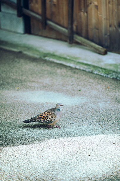 An Oriental turtle dove stands quietly in the soft sunlight near a wooden fence in Japan.The gentle tones and calm atmosphere reflect the peaceful rhythm of everyday life.