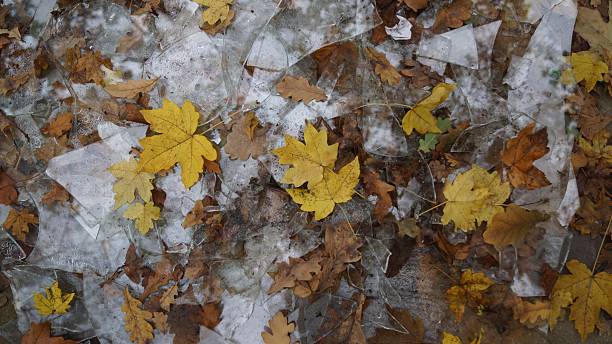Autumn Leaves on Cracked Ice Surface