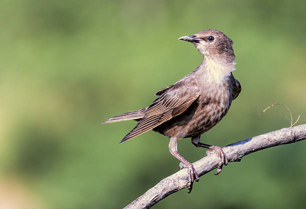 istock Common Starling bird sitting on branch 2240889612