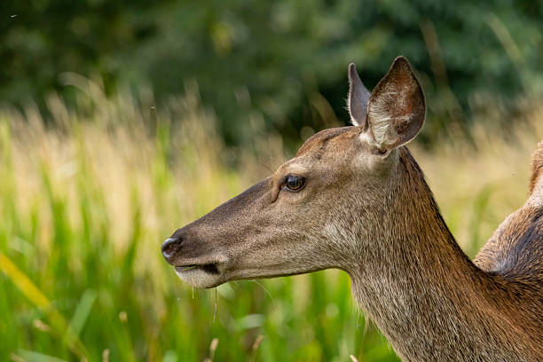 Angra do Heroismo, Terceira, Azores, Portugal. Wild deer on Terceira Island.