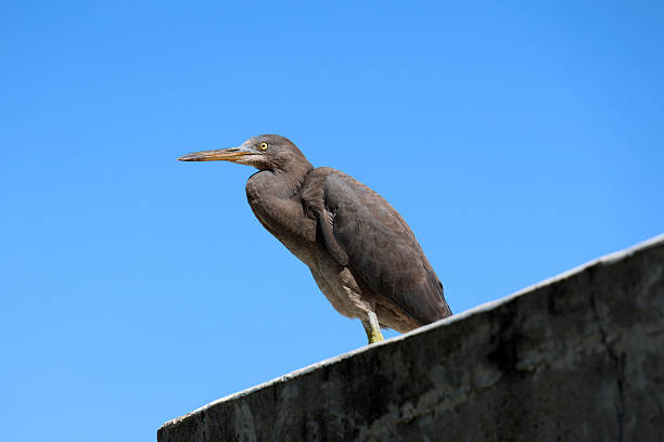 Eastern Reef Egret (dark morph) sitting on a concrete pier in Queensland, Australia