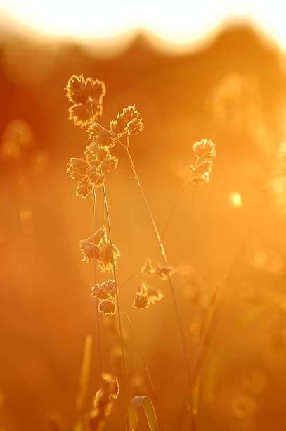 istock Vertical close-up of spikes at sunset, golden hour, copy space 2240891799