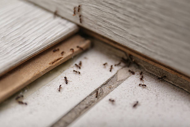 Close-up of ants invading home through crack in the floor, illustrating pest control challenges and highlighting need for professional extermination stock photo