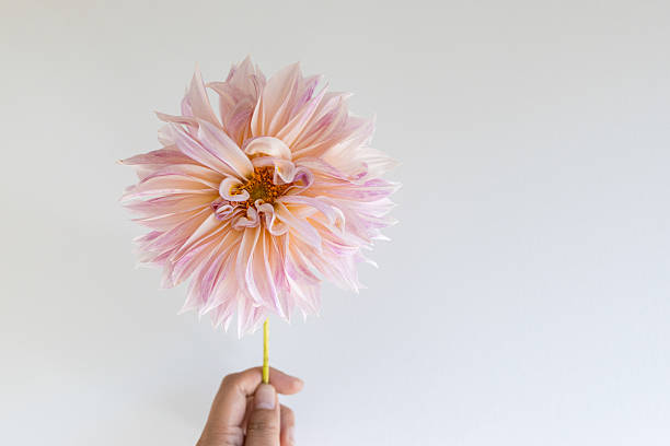 Dahlias are the most elegant and delicate summer flowers. Cafe au lait dahlias are large creamy and pink flowers. Popular for modern and rustic weddings.