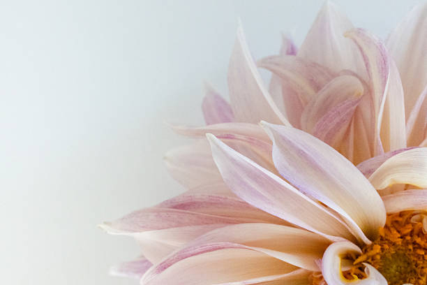 Dahlias are the most elegant and delicate summer flowers. Cafe au lait dahlias are large creamy and pink flowers. Popular for modern and rustic weddings.