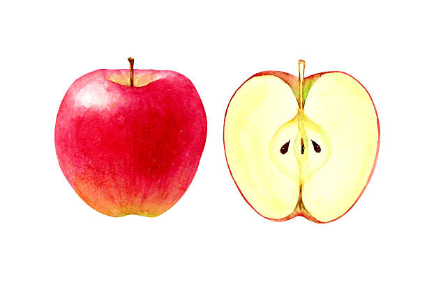 istock Watercolor illustration of an apple cross section 2240893916