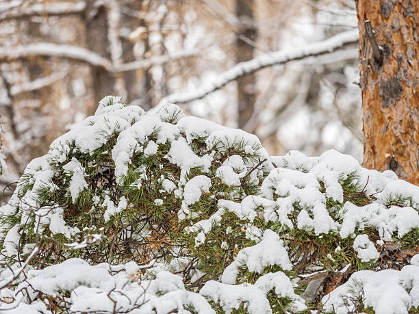 istock Green fir branches in winter covered with snow 2240895628