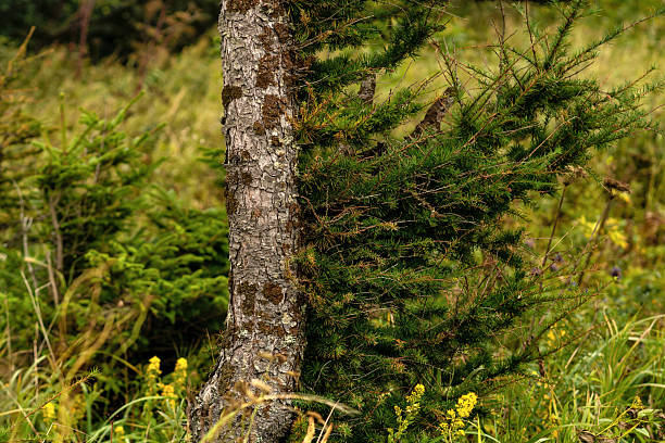 A close-up of a mossy tree trunk with branches covered in green needles, surrounded by tall grass and yellow wildflowers in a natural meadow environment.