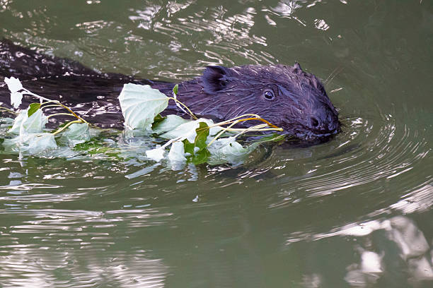 Ein Nutria beim entspannen
