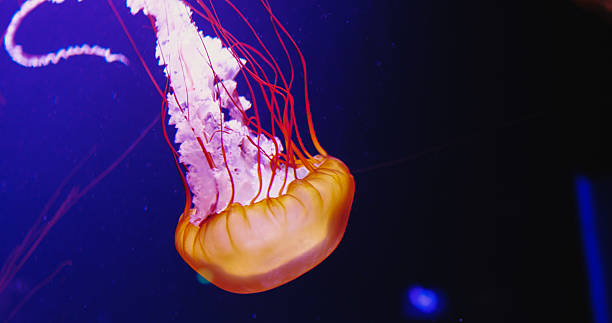 istock Orange huge jellyfish with long tails swimming chaotically. 2240897593