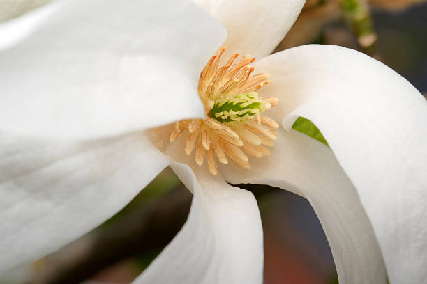 White magnolia petals bloom softly, showcasing nature's elegance.