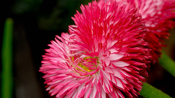 istock Stunning pink blooms in vibrant garden display 2240897764
