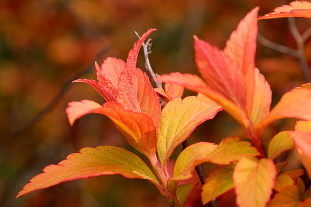istock Autumn leaves in serene hues 2240897785