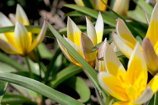 Bright yellow tulips bloom gracefully among lush green leaves under sunlight.
