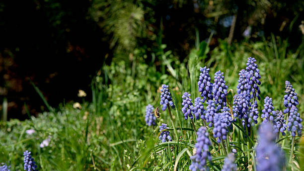 istock Vibrant purple flowers blooming in spring sunlight 2240897844