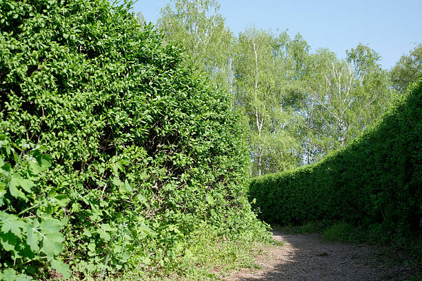 A winding pathway leads through tall green hedges under clear blue skies.