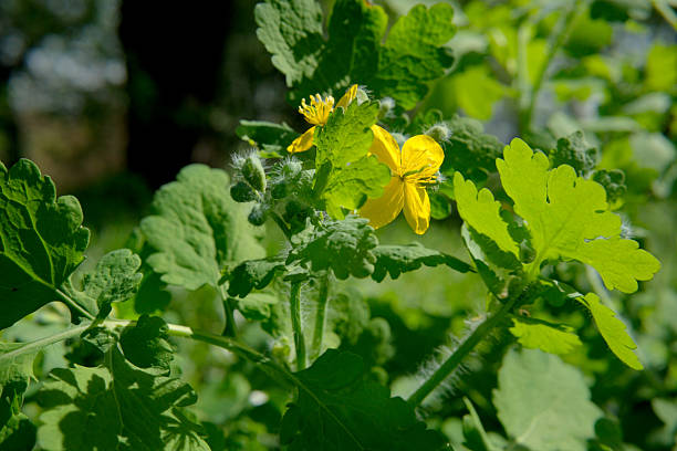 istock Vibrant yellow blooms amidst lush green foliage 2240897855