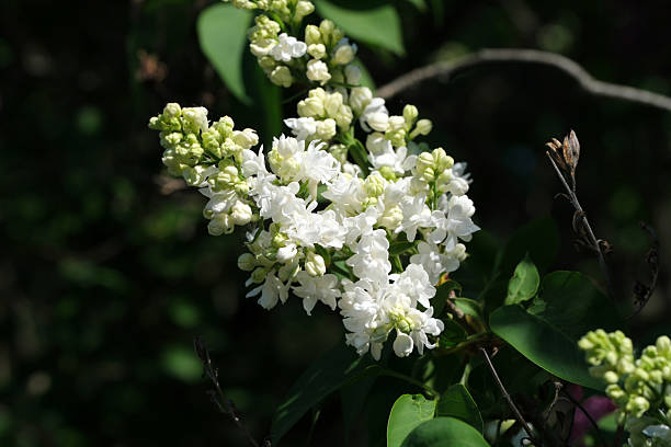 istock Blooming white flowers bring peace in the garden 2240897885