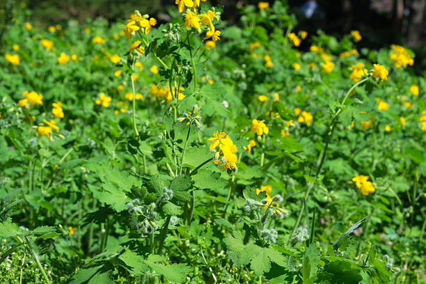 istock Yellow flowers bloom in a green meadow 2240897951
