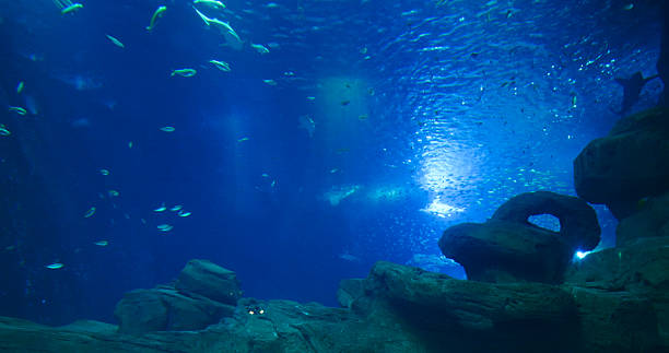 istock Marine underwater life schools of different fish messing around. 2240897965