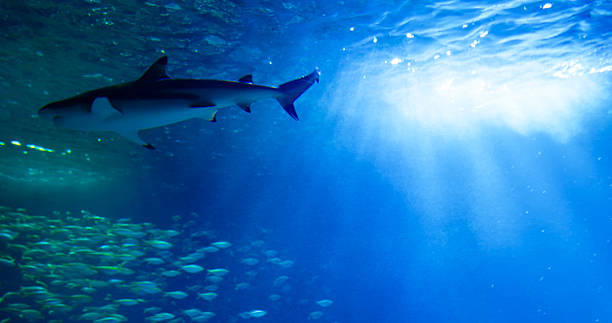 istock Marine underwater wildlife with predators and schools of fish. 2240898687