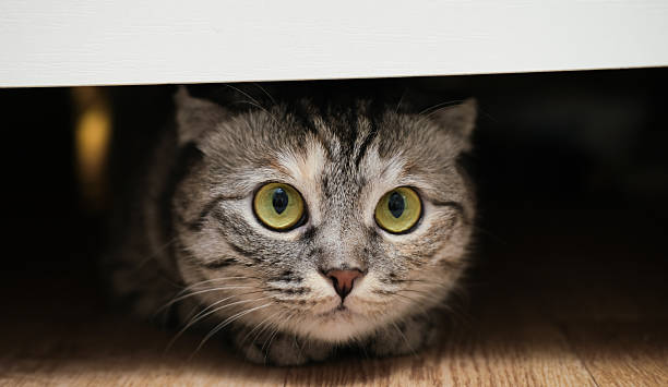 istock British cat under the bed. Cat is hiding and playing. Banner. 2240898779