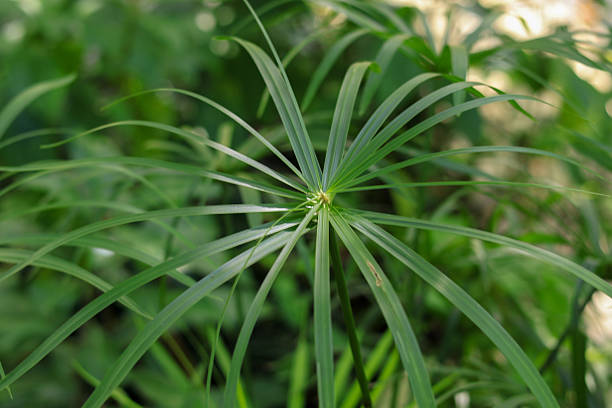 istock Cyperus scariosus is a plant species 2240899229