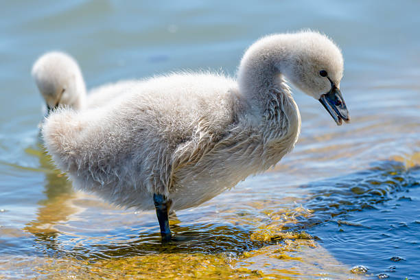 istock Black swan cygnets in the lake 2240901977