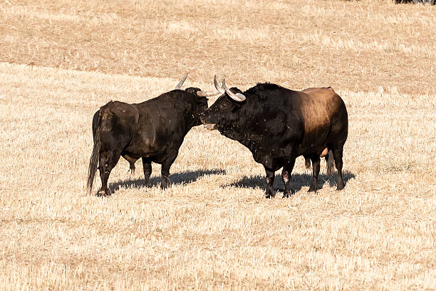 Two bulls are engaged in a gentle interaction in a dry field under bright sunlight.