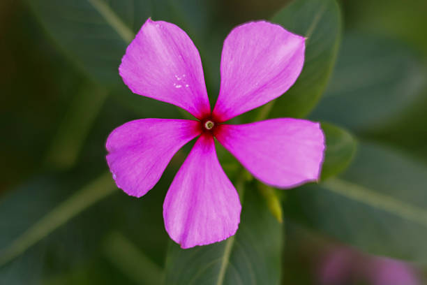 Colorful impatiens flowers, thriving in the shade with their delicate yet vibrant petals.beautiful and fresh purple flowers