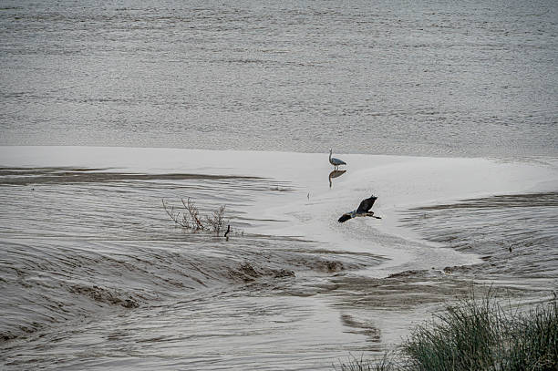 Some egrets are foraging on the mudflats of the river