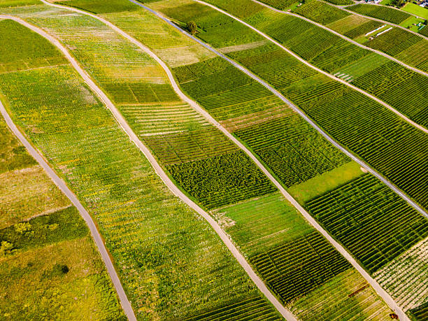 Aerial drone view of the scenic Moselle Valley with its terraced vineyards and winding country roads. The photo captures the vibrant green patterns of the grapevines stretching across the hillsides. Taken during late summer, the image highlights the beauty of European wine regions and their agricultural harmony with the landscape.