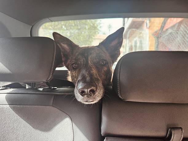 istock Brindle Dog in Car Trunk on a Journey – Interior View Suggests Vet Visit or Excursion 2240906783