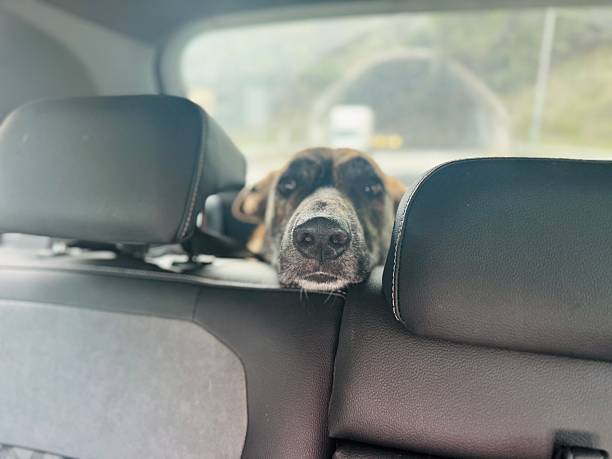 istock Brindle Dog in Car Trunk on a Journey – Interior View Suggests Vet Visit or Excursion 2240906786