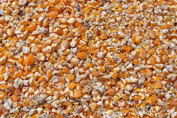 Golden corn kernels arranged in full frame macro showing rich texture and color. Ideal for agriculture, organic food, healthy cereal, or harvest background design.