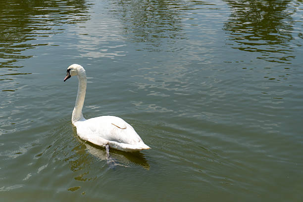 Elegant white swan floating peacefully on pond reflecting blue sky. Perfect for wildlife concept, freedom symbol, and romantic nature scene.