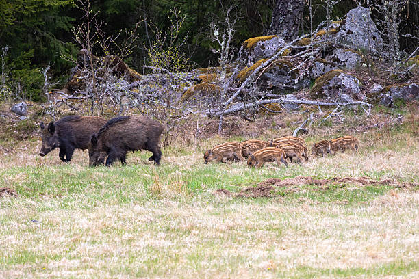 istock Wild boars with piglets on a meadow by the forest edge 2240909151
