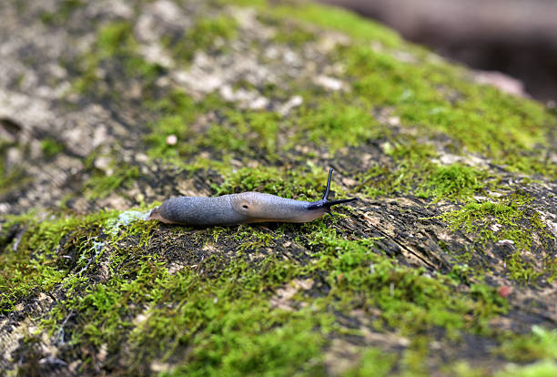 Close-up of a Banded Slug (Arion fasciatus), also known as Striped Arion, moving across a moss-covered log in a forest. The image captures the soft texture of the slug’s body and the vivid green moss, representing forest biodiversity and natural life in humid woodland environments. Ideal for illustrating wildlife, ecology, invertebrates, and forest ecosystems.