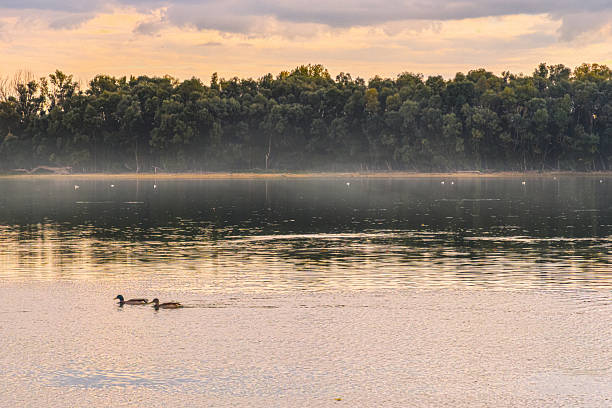 A serene landscape shows the calm Danube river with a dense green forest creating a misty shoreline in the background, while golden sunlight reflects on the water's surface, and mallard ducks rest in the shallow foreground under a soft peachy-gray sky.