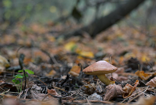 Close-up of a Slippery Jack mushroom (Suillus luteus) in a natural forest environment. The brown cap and yellow stem of this edible mushroom stand out among dry leaves and pine needles. Captured during autumn, this detailed macro image highlights the texture and color of the Suillus luteus, also known as the Slippery Jack, common in coniferous forests. Perfect for illustrating wild nature, forest ecosystems, and mycology themes.