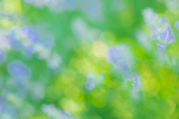 istock abstraction of flowers on a blurred background 2240914232