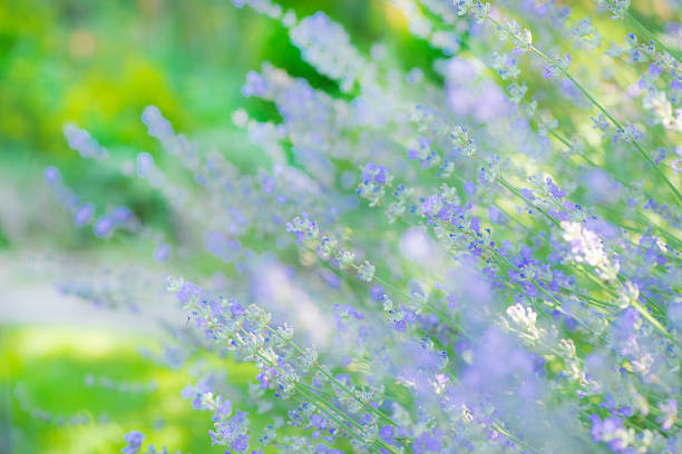 abstraction of flowers on a blurred background
