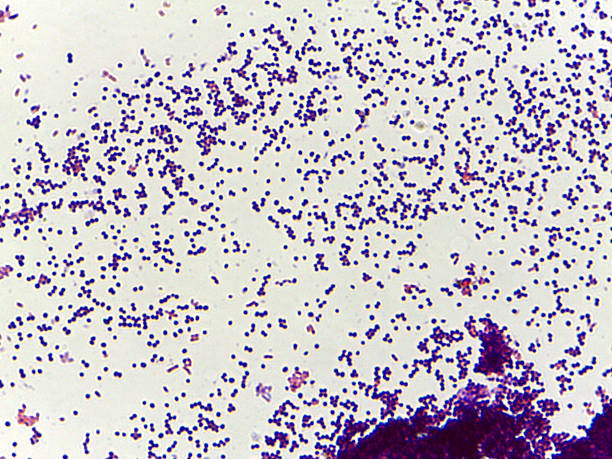 istock Microscopic view of bacterial culture 2240914609