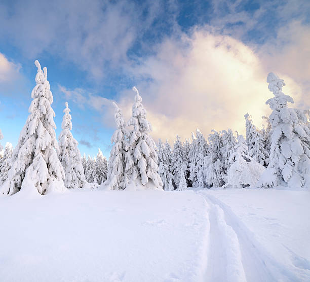 istock ski tracks in the snow lead through the snowy winter forest 2240915565