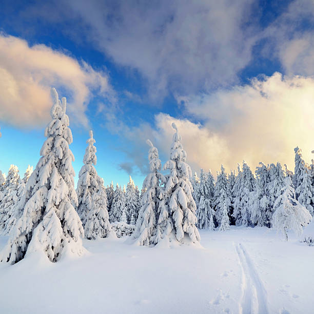 snow covered trees in the mountains on sunny winter day