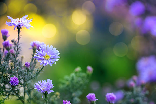 istock Bushy aster flowers with bokeh light and space for copy 2240916134